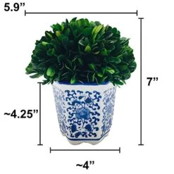Galt International 7" Preserved Natural Boxwood In Ceramic Pot - Plant And Table Centerpiece - Stunning Greenery And Plant Decor For Home - Blue & White (Small 7" Tall Topiary) 13 Galt International 7" Preserved Natural Boxwood In Ceramic Pot - Plant And Table Centerpiece - Stunning Greenery And Plant Decor For Home - Blue & White (Small 7" Tall Topiary) -Artificial Trees Store 41cKWS2eXxL