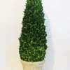 Tradingsmith Preserved Boxwood Cone Tree - 24" 1 Tradingsmith Preserved Boxwood Cone Tree - 24" -Artificial Trees Store 41d9TZFyOrL