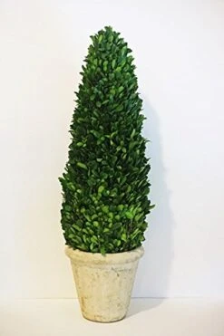 Tradingsmith Preserved Boxwood Cone Tree - 24"