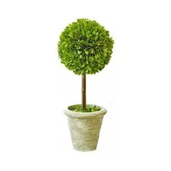 Mills Floral Company Box Topiary, Single, Small, 5" X 12