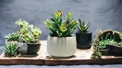 Kurrajong Farmhouse Faux Succulent In Pot - Faux Plants Decor - 7" X 4.5" - Feaux Plant In Pot - Fake Succulent Potted Plant For Home Decor Indoor 9 Kurrajong Farmhouse Faux Succulent In Pot - Faux Plants Decor - 7" X 4.5" - Feaux Plant In Pot - Fake Succulent Potted Plant For Home Decor Indoor -Artificial Trees Store 41dg1DELM4L
