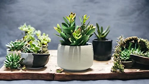 Kurrajong Farmhouse Faux Succulent In Pot - Faux Plants Decor - 7" X 4.5" - Feaux Plant In Pot - Fake Succulent Potted Plant For Home Decor Indoor 4 Kurrajong Farmhouse Faux Succulent In Pot - Faux Plants Decor - 7" X 4.5" - Feaux Plant In Pot - Fake Succulent Potted Plant For Home Decor Indoor - Image 2
