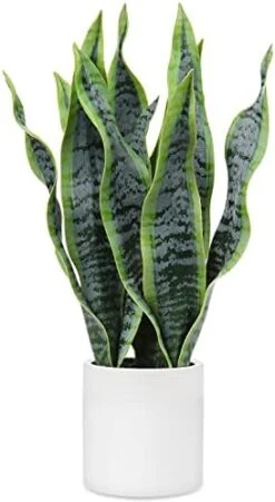 Briful 14'' Fake Snake Plant Home Decor Real Touch Faux Sansevieria Plant In White Ceramic Pot With Wooden Stand Artificial Snake Plant With Wide Leaves For Kitchen Living Room Bathroom Decorations 17 Briful 14'' Fake Snake Plant Home Decor Real Touch Faux Sansevieria Plant In White Ceramic Pot With Wooden Stand Artificial Snake Plant With Wide Leaves For Kitchen Living Room Bathroom Decorations -Artificial Trees Store 41gxW4f5qZL. AC