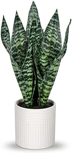 Briful 14'' Fake Snake Plant Home Decor Real Touch Faux Sansevieria Plant In White Ceramic Pot With Wooden Stand Artificial Snake Plant With Wide Leaves For Kitchen Living Room Bathroom Decorations 10 Briful 14'' Fake Snake Plant Home Decor Real Touch Faux Sansevieria Plant In White Ceramic Pot With Wooden Stand Artificial Snake Plant With Wide Leaves For Kitchen Living Room Bathroom Decorations - Image 8