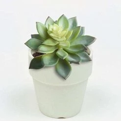 BCP Pack Of 2 Realistic Cute Green Home Garden Artificial Plastic Snowdrop Echeverias Succulent Plants Unpotted -Artificial Trees Store 41hpXNMPBRL