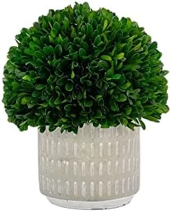 Galt International - Natural Preserved Boxwood Topiary In Cement Pot - Real Preserved Plant And Table Centerpiece - Stunning Greenery And Plant Decor For Home (9.5" Tall / 7.9" Topiary) 8 Galt International - Natural Preserved Boxwood Topiary In Cement Pot - Real Preserved Plant And Table Centerpiece - Stunning Greenery And Plant Decor For Home (9.5" Tall / 7.9" Topiary) - Image 6