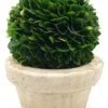 Serene Spaces Living Preserved Boxwood Ball With Small Pot – Boxwood In Planters, Preserved Plant For Boxwood Table Decor, Boxwood Centerpiece, Measures 5.5" Tall & 4" Diameter -Artificial Trees Store 41k5fOnN3KL