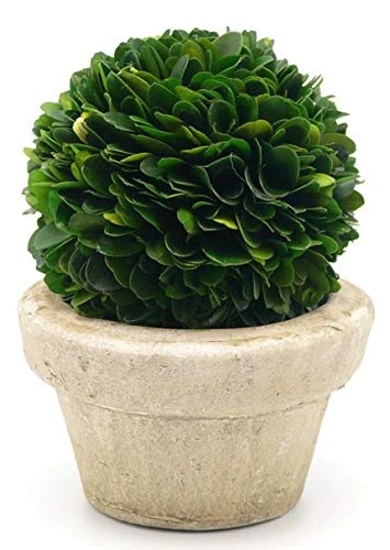 Serene Spaces Living Preserved Boxwood Ball With Small Pot – Boxwood In Planters, Preserved Plant For Boxwood Table Decor, Boxwood Centerpiece, Measures 5.5" Tall & 4" Diameter 3 Serene Spaces Living Preserved Boxwood Ball With Small Pot – Boxwood In Planters, Preserved Plant For Boxwood Table Decor, Boxwood Centerpiece, Measures 5.5" Tall & 4" Diameter