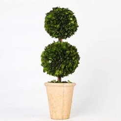 BoxwoodValley Preserved Boxwood Ball Large 8 Inch Boxwood Ball Topiary Vase Fillers For Wedding Party Christmas Balls, Home Hang Ball Decor(Ball, 8") -Artificial Trees Store 41kLMyoZV4L. AC