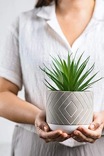 Kurrajong Farmhouse 8" X 4.5" Beautiful Fake Plant | Artificial Potted Plant Decor | Faux Plant | Artificial Succulent Plants Potted For Home Decor Indoor | Fake Potted Plant | Fake Succulents 5 Kurrajong Farmhouse 8" X 4.5" Beautiful Fake Plant | Artificial Potted Plant Decor | Faux Plant | Artificial Succulent Plants Potted For Home Decor Indoor | Fake Potted Plant | Fake Succulents - Image 3