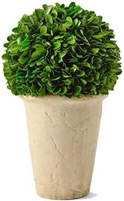 Boxwoodworld Preserved Boxwood Green Plant For Home Decor Classic Ball On Pot Design 10 Inch Hight (boxwood Leaves) -Artificial Trees Store 41m3qc1X2WL. AC