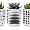 Dipiti Artificial Succulent Plants In Pots-Set Of 3|Black And White Ceramic Planters|Faux Plants Indoor & Outdoor|Gifts For Women|Kitchen Office Bathroom Desk Bedroom Shelf Decor|Potted Fake Plants -Artificial Trees Store 41mcbwUG3pS