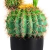 Sunprairie 14” & 30” Tall Rustic Artificial Cactus In Bloom With Soft Spines —Plant Decor Including Attractively Matching Matte Black Pot—Gorgeous Artificial Succulent Plants. -Artificial Trees Store 41nt0K4kGaL