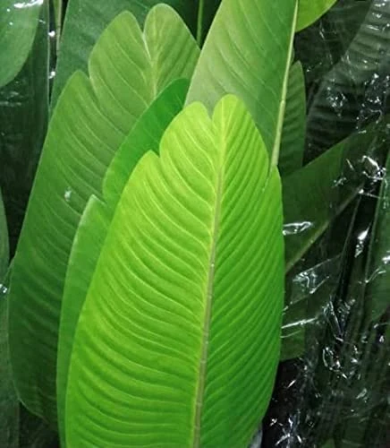 One 5 Foot Artificial Silk Bird Of Paradise Palm Tree Potted Plant 4 One 5 Foot Artificial Silk Bird Of Paradise Palm Tree Potted Plant - Image 2