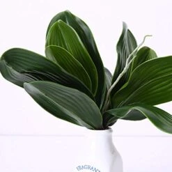 VOSAREA Artificial Orchid Leaves Fake Orchid Leaf Artificial Orchid Plant Fake Flower Leaf Home Office Wedding Christmas Decoration 2pcs Orchids Flowers Decoration Orchid Leaves Artificial 12 VOSAREA Artificial Orchid Leaves Fake Orchid Leaf Artificial Orchid Plant Fake Flower Leaf Home Office Wedding Christmas Decoration 2pcs Orchids Flowers Decoration Orchid Leaves Artificial -Artificial Trees Store 41q94tL4OSL