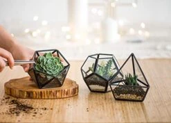 Mkono Artificial Succulent In 3 Pack Mini Glass Geometric Terrarium, Miniature Potted Faux Plant Bookshelf Desk Boho Office Room Decor For Women Girls Dorm Gift Idea, Black -Artificial Trees Store 41qdoSEmt2L
