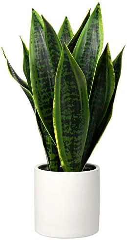 Briful 14'' Fake Snake Plant Home Decor Real Touch Faux Sansevieria Plant In White Ceramic Pot With Wooden Stand Artificial Snake Plant With Wide Leaves For Kitchen Living Room Bathroom Decorations 7 Briful 14'' Fake Snake Plant Home Decor Real Touch Faux Sansevieria Plant In White Ceramic Pot With Wooden Stand Artificial Snake Plant With Wide Leaves For Kitchen Living Room Bathroom Decorations - Image 5