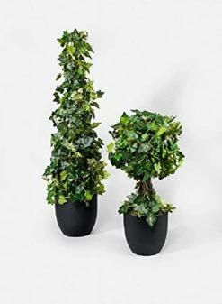 Serene Spaces Living Artificial Ivy Vine Topiary Tree, Natural Touch And Feel In Your Home Decor With Realistic Design, Sold Individually, Measures 32" Tall And 9" Diameter 10 Serene Spaces Living Artificial Ivy Vine Topiary Tree, Natural Touch And Feel In Your Home Decor With Realistic Design, Sold Individually, Measures 32" Tall And 9" Diameter -Artificial Trees Store 41rn0M56edL