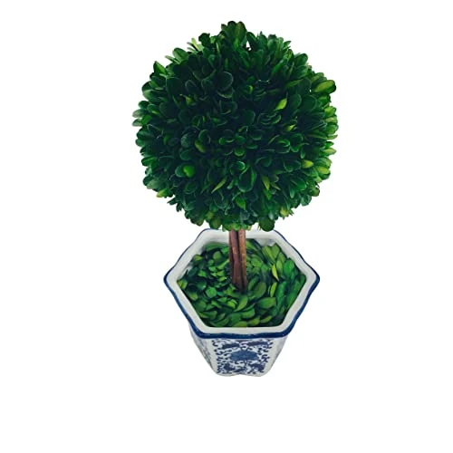 Galt International Preserved Boxwood Topiary Tree In Blue & White Ceramic Pot - Plant And Table Centerpiece - Stunning Greenery And Plant Decor For Home 5.9" Diameter Topiary 14" Tall 4 Galt International Preserved Boxwood Topiary Tree In Blue & White Ceramic Pot - Plant And Table Centerpiece - Stunning Greenery And Plant Decor For Home 5.9" Diameter Topiary 14" Tall - Image 2