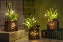 BEGONDIS Set Of 3 Artificial Succulents With Led Lights In Wooden Box, Artificial Plants Plastic Fake Topiary For Home/Office Decorations, Table Centerpiece