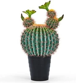 Sunprairie 14” & 30” Tall Rustic Artificial Cactus In Bloom With Soft Spines —Plant Decor Including Attractively Matching Matte Black Pot—Gorgeous Artificial Succulent Plants. -Artificial Trees Store 41uYe2gydpL. AC