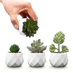 MyGift Set Of 4 Mini Assorted Artificial Succulent Fake Plants In Modern White Textured Ceramic Plant Pots 12 MyGift Set Of 4 Mini Assorted Artificial Succulent Fake Plants In Modern White Textured Ceramic Plant Pots -Artificial Trees Store 41veQ5AsDXS