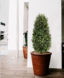 Artificial Topiary Tree,Faux Shrub,Includes Black Plastic Pot, Home Decor For Indoor And Outdoor,Faux Plants Outdoor,Artificial Greenery Set,35inch -Artificial Trees Store 41wmbF5WGCL