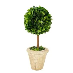 Natural Preserved Boxwood Topiary In Pot 9 Inch Stunning Greenery And Plant Decor Great For Home Office Bar Shop Decoartion Christmas Topiary Decor GIFS For Family, New House(9 Inch Tall/4 Inch Wide)