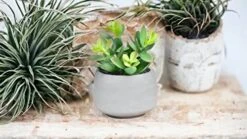 Kurrajong Farmhouse Faux Succulent In Pot - Faux Plants Decor - 7" X 4.5" - Feaux Plant In Pot - Fake Succulent Potted Plant For Home Decor Indoor 10 Kurrajong Farmhouse Faux Succulent In Pot - Faux Plants Decor - 7" X 4.5" - Feaux Plant In Pot - Fake Succulent Potted Plant For Home Decor Indoor -Artificial Trees Store 41ykuoZyfLL