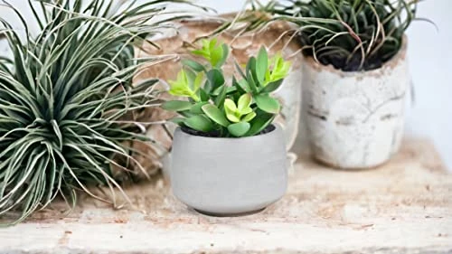 Kurrajong Farmhouse Faux Succulent In Pot - Faux Plants Decor - 7" X 4.5" - Feaux Plant In Pot - Fake Succulent Potted Plant For Home Decor Indoor 5 Kurrajong Farmhouse Faux Succulent In Pot - Faux Plants Decor - 7" X 4.5" - Feaux Plant In Pot - Fake Succulent Potted Plant For Home Decor Indoor - Image 3