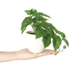 Dahey 3 Pack Fake Potted Plant Artificial Plants For Home Decor Indoor, Broad Leaved Faux Plants Indoor Desk Plant With 4 Inch Frosted Plastic Planter For Office Bathroom Greenery Decoration -Artificial Trees Store 41yyROk4ZzL