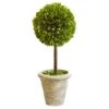 Tradingsmith Preserved Boxwood Singel Ball Topiary - 16" -Artificial Trees Store 41z0jjFbtLL