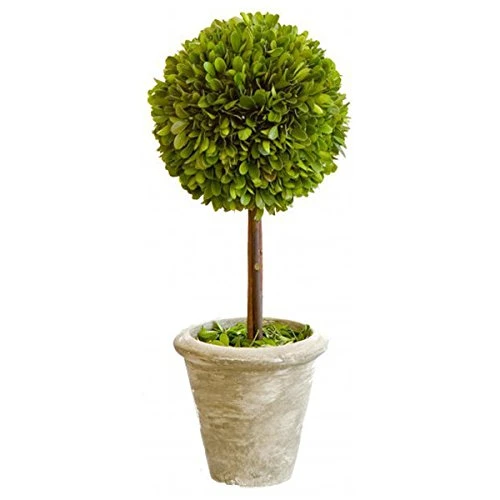 Tradingsmith Preserved Boxwood Singel Ball Topiary - 16" 3 Tradingsmith Preserved Boxwood Singel Ball Topiary - 16"