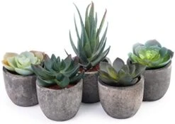 Iuuidu Artificial Potted Plant, Faux Succulent In Pot Emotional Cement Potted Plant Animated Artificial Succulents Decor For Home Living Room Bedroom And Office(Shy) 27 Iuuidu Artificial Potted Plant, Faux Succulent In Pot Emotional Cement Potted Plant Animated Artificial Succulents Decor For Home Living Room Bedroom And Office(Shy) -Artificial Trees Store 41zO4SSAoL. AC
