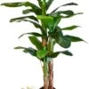 Artificial Banana Tree, Made With The Best Materials, Ideal For Home Decoration, Artificial Plant 7 Feet Tall - 83 Inches 2 Artificial Banana Tree, Made With The Best Materials, Ideal For Home Decoration, Artificial Plant 7 Feet Tall - 83 Inches -Artificial Trees Store 41zcbfgcrcL