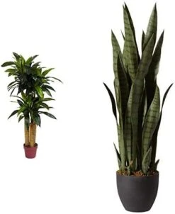 Nearly Natural, Green 4855 35in. Sansevieria With Black Planter & 6ft. Ficus Artificial Trees, 72in, Green -Artificial Trees Store 41znRl3ySUL. AC 1