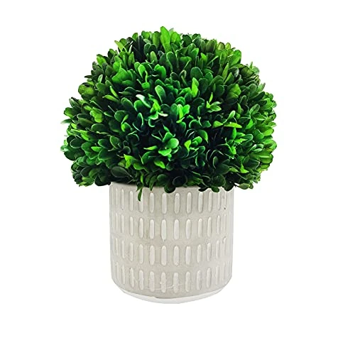 Galt International - Natural Preserved Boxwood Topiary In Cement Pot - Real Preserved Plant And Table Centerpiece - Stunning Greenery And Plant Decor For Home (9.5" Tall / 7.9" Topiary) 4 Galt International - Natural Preserved Boxwood Topiary In Cement Pot - Real Preserved Plant And Table Centerpiece - Stunning Greenery And Plant Decor For Home (9.5" Tall / 7.9" Topiary) - Image 2