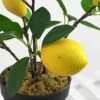 UNIE Artificial Lemon Topiary Mini Tree Potted Fake Plants In Pot For Home Office Decorations -Artificial Trees Store 51122zH5LlL