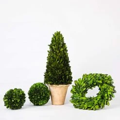 BoxwoodValley Preserved Boxwood Ball Large 8 Inch Boxwood Ball Topiary Vase Fillers For Wedding Party Christmas Balls, Home Hang Ball Decor(Ball, 8") -Artificial Trees Store 5129B78TtML