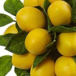 Nearly Natural Lemon Ball Arrangement Topiary, Yellow,19.5'' X 8.5'' X 8.75'' - 4865 -Artificial Trees Store 513zvYp2OuL