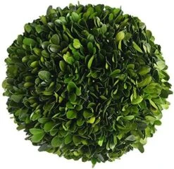 Boxwoodworld Preserved Boxwood Green Plant For Home Decor Classic Ball On Pot Design 10 Inch Hight (boxwood Leaves) -Artificial Trees Store 5142nlrOyL. AC 1