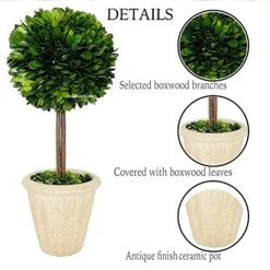 Natural Preserved Boxwood Topiary In Pot 9 Inch Stunning Greenery And Plant Decor Great For Home Office Bar Shop Decoartion Christmas Topiary Decor GIFS For Family, New House(9 Inch Tall/4 Inch Wide) -Artificial Trees Store 514zuCJyJRL