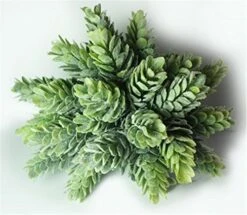 Dect Artificial Plants 6" Capensia Bush (2pcs) 7 Dect Artificial Plants 6" Capensia Bush (2pcs) -Artificial Trees Store 515R5kfLNtL