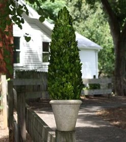 Mills Floral Boxwood Cone Topiary In Pot II