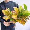 Artificial Croton Plant Leaf Branches Lifelike Tropical Houseplant Bush Stems For Home Office Decoration (Green - Pack Of 4) -Artificial Trees Store 517HMQxAzWL