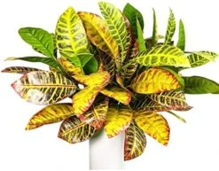 Artificial Croton Plant Leaf Branches Lifelike Tropical Houseplant Bush Stems For Home Office Decoration (Green - Pack Of 4) 12 Artificial Croton Plant Leaf Branches Lifelike Tropical Houseplant Bush Stems For Home Office Decoration (Green - Pack Of 4) -Artificial Trees Store 518rdzONx L. AC