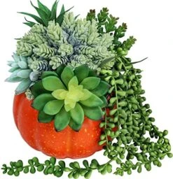 White Fall Pumpkin Centerpiece Artificial Succulent Pumpkin Arrangement With Assorted String Of Pearls Succulents For Fall Thanksgiving Gifts Home Wedding Table Mantel Windowsill Shelf Decor 16 White Fall Pumpkin Centerpiece Artificial Succulent Pumpkin Arrangement With Assorted String Of Pearls Succulents For Fall Thanksgiving Gifts Home Wedding Table Mantel Windowsill Shelf Decor -Artificial Trees Store 5191oadj0gL. AC
