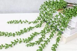 Meiliy 4pcs Artificial Succulent Plants Hanging Succulent Plants Faux Succulents Unpotted Branch String Of Pearls Plant For Home Kitchen Office Wedding Garden Craft Art Decor(28 Inches Each Length) -Artificial Trees Store 51BBgVyM53L