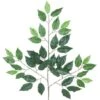 Arcadia Silk Plantation Four Dozen (48 Pieces) Of 24" Artificial Ficus Spray With A Total Of 2016 Leaves