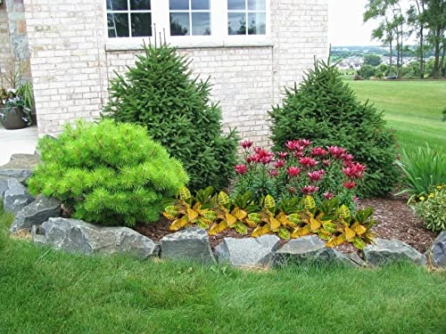 Artificial Croton Plant Leaf Branches Lifelike Tropical Houseplant Bush Stems For Home Office Decoration (Green - Pack Of 4) 6 Artificial Croton Plant Leaf Branches Lifelike Tropical Houseplant Bush Stems For Home Office Decoration (Green - Pack Of 4) - Image 4